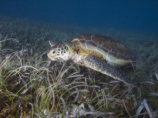 Green Sea Turtle (Belize)
