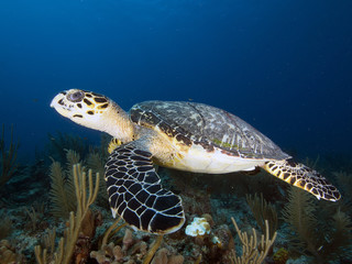 Hawksbill Sea Turtle (Belize)