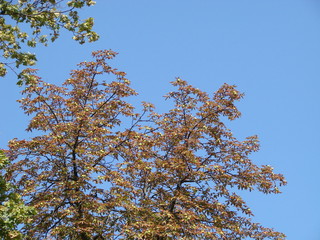 Green tree top line over blue sky and clouds background in summer