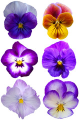 six Pansies on White background