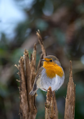 Rouge-gorge