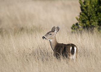 Black-tailed Deer in Point Cabrillo Preserve, Mendocino, California. Bluff by the Ocean provides a safe and nutritious environment for black-tailed deers.