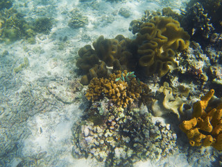 Naklejka na ściany i meble Coral formation on white sand sea bottom. Undersea landscape photo.