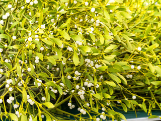 Gałązki jemioły na swiątecznym kiermaszu © JDziedzic