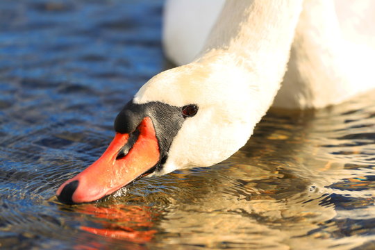Mute swan close up