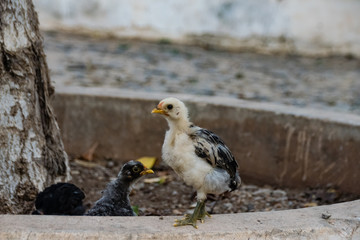 Chicken and young chicks scratching for food in the road
