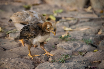 Chicken and young chicks scratching for food in the road
