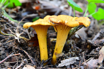 Fototapeta premium chanterelle