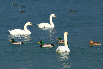 Water birds on the lake