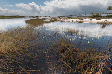 Brazilian tropical landscape