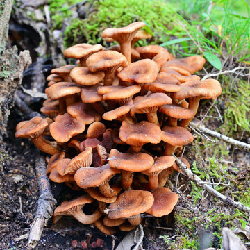 armillaria tabescens mushroom
