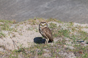 burrowing owl.