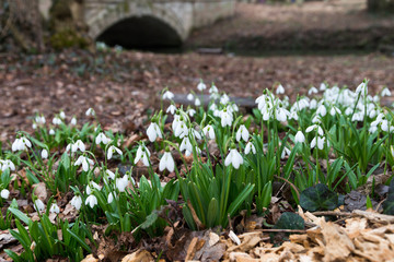 white snowdrop flowers in spring