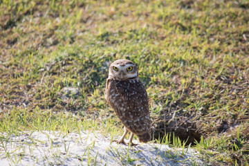 burrowing owl.