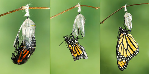 Papillon monarque (Danaus plexippus) séchant ses ailes après avoir émergé de sa chrysalide