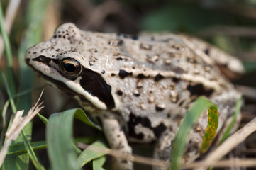 macro photo of a small frog in nature