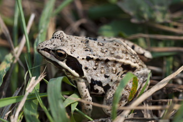 macro photo of a small frog in nature