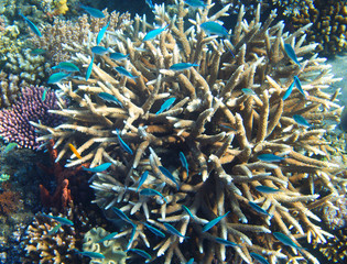 Fototapeta na wymiar Underwater landscape with coral reef and tropical fish. Neon blue aquarium fish photo.