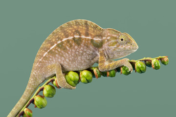 Chameleon (Furcifer lateralis)/Carpet Chameleon basking on plant stem