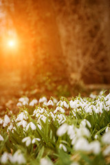 white snowdrop flowers in spring