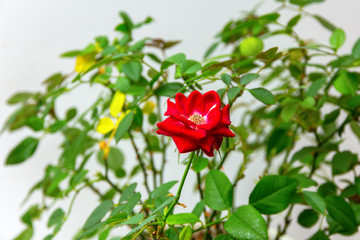 Fototapeta na wymiar red rose with green leaves