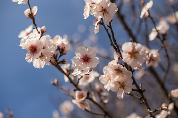 blossoming almond tree