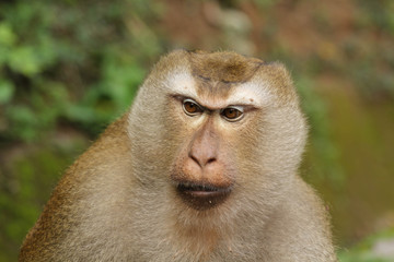 young monkeys in the jungle