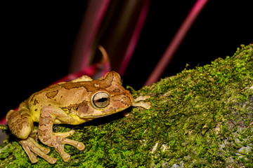Common Mexican Tree Frog in Costa Rica