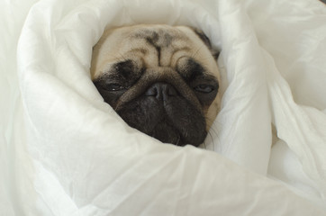 Sad  dog breed pug in blanket