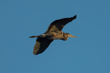 Great blue heron flying over  a North California marsh