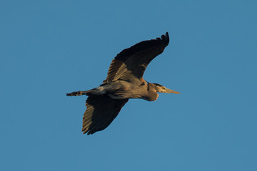 Great blue heron flying over  a North California marsh