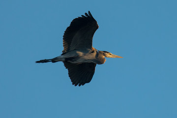 Great blue heron flying over  a North California marsh