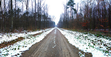 droga przez las zimą