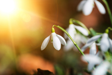 white snowdrop flowers in spring