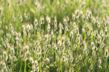 Spring Grass