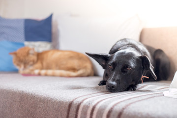 Katze und Hund liegen entspannt auf Couch, Katze in der Unschärfe