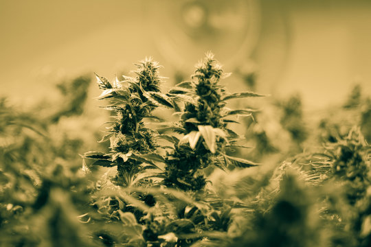Live Cannabis Kolas - 4