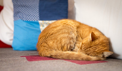 Fototapeta na wymiar Katze liegt eingerollt und entspannt auf Couch