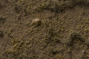 Insect on a plywood covered with fungus macro shot