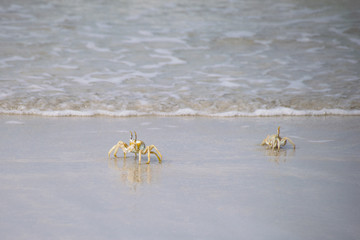 Atlantic Ghost Crab in shallow water on Santa Maria Beach, Boa Vista Cape Verde