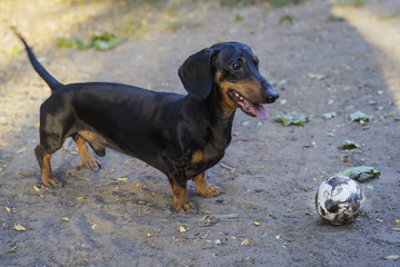 dog dachshund, black tan, smiles with tongue, fun playing with soccer (football) ball on the street