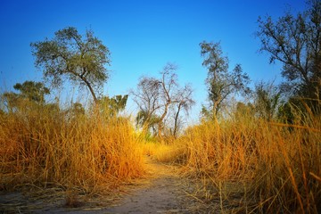  Landscape in a garden at sunset