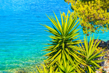 Fototapeta na wymiar Green agave with sea water in background on sunny summer day, Dalmatia, Croatia