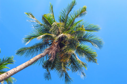 Fluffy palm tree crown on blue sky background. Coco palm top view photo