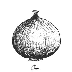 Hand Drawn of Fresh Yellow Onion on White Background