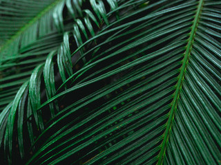 Fresh green leaves. Dark tone leaf in garden for natural tropical texture background and exotic style wallpaper.
