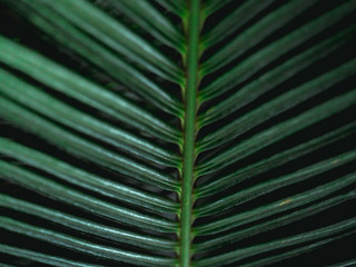 Fresh green leaves. Dark tone leaf in garden for natural tropical texture background and exotic style wallpaper.
