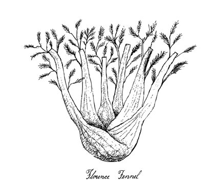Hand Drawn of Fennel Bulb on White Background