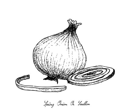 Hand Drawn of Spring Onion on White Background