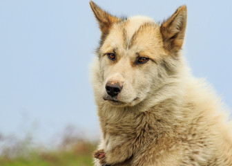Close-up of Sled Dog